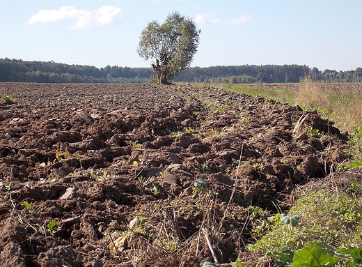 Szczypiorno. Jesienne pole.