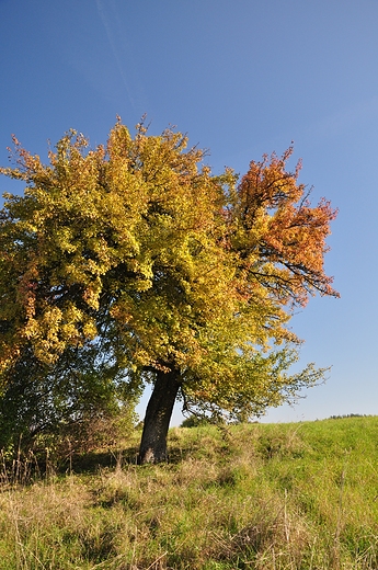 Polna grusza