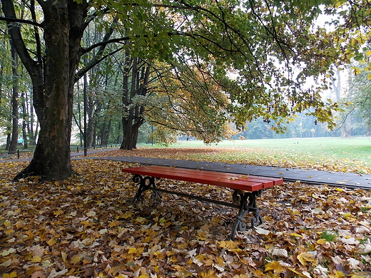 Warszawa. Jesie na Polu Mokotowskim.