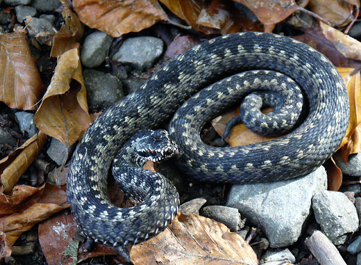 beskid May. mija zygzakowata.