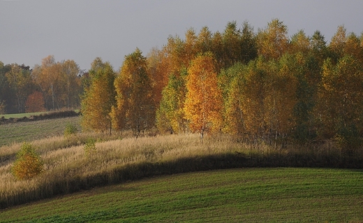 Ruszw, brzozowe zagajniki