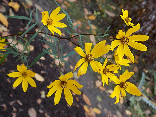 Warszawa. Jesie w Ogrodzie Botanicznym.