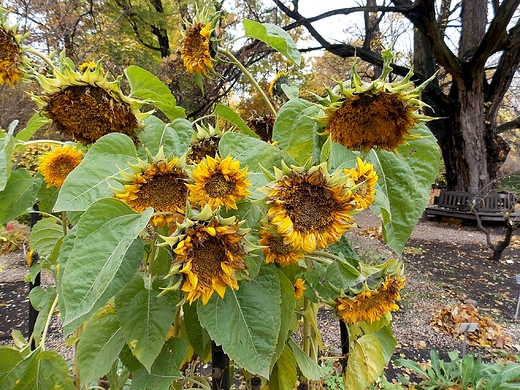 Padziernikowe soneczniki.