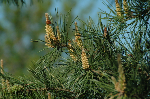 Pinus silvestris