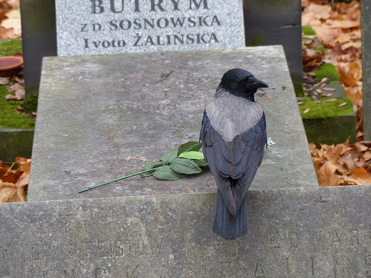 Warszawa. Wrona na Powzkach.