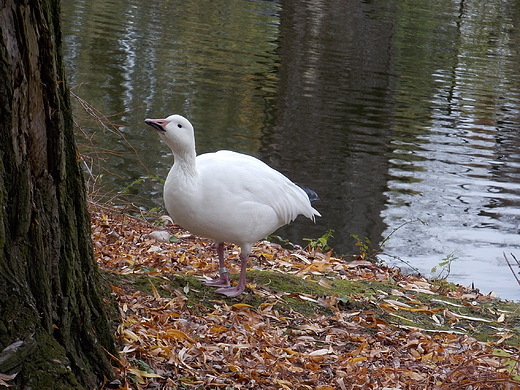 Warszawa. ZOO w listopadzie.