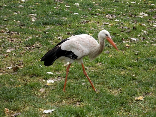 Warszawa. ZOO w listopadzie.