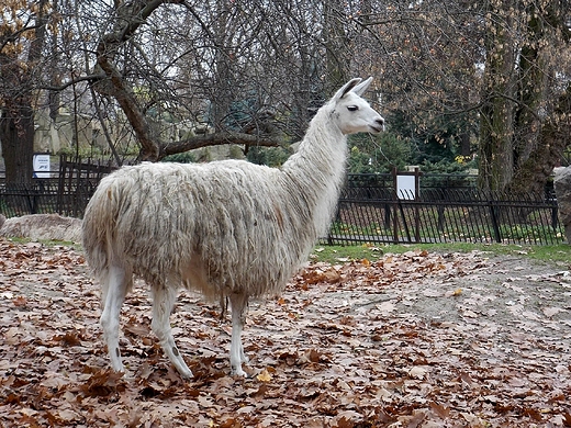 Warszawa. ZOO w listopadzie.