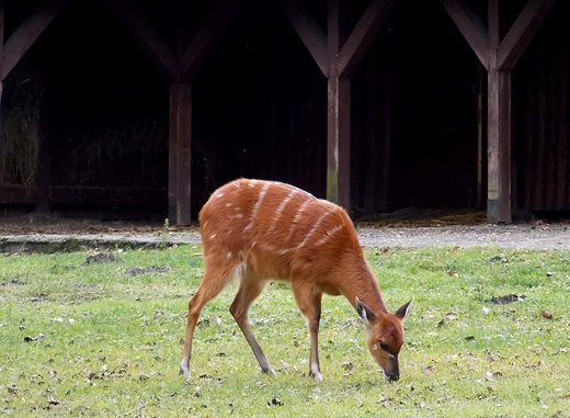 Warszawa. ZOO w listopadzie.