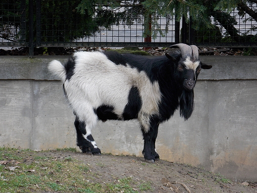 Warszawa. ZOO w listopadzie.