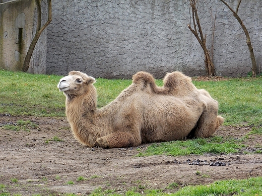 Warszawa. ZOO w listopadzie.