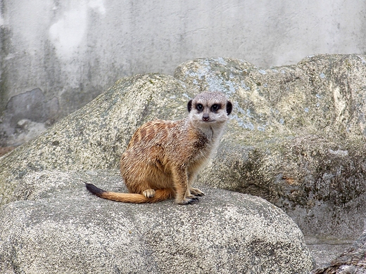 Warszawa. ZOO w listopadzie.