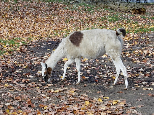 Warszawa. ZOO w listopadzie.