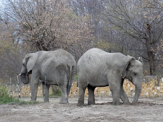 Warszawa. ZOO w listopadzie.