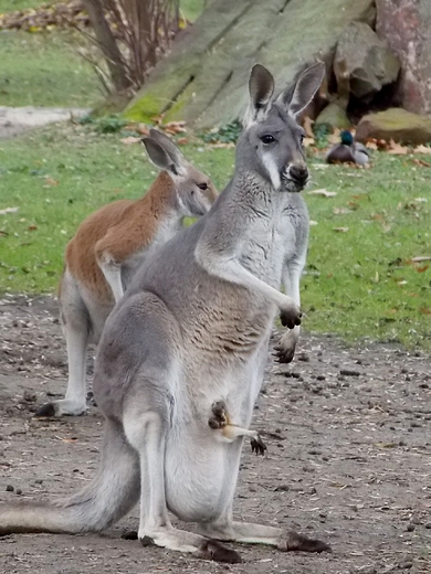 Warszawa. ZOO w listopadzie. W torbie jest kangurek.