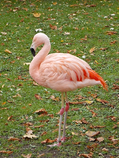 Warszawa. ZOO w listopadzie.