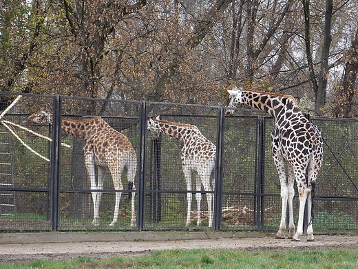 Warszawa. ZOO w listopadzie.