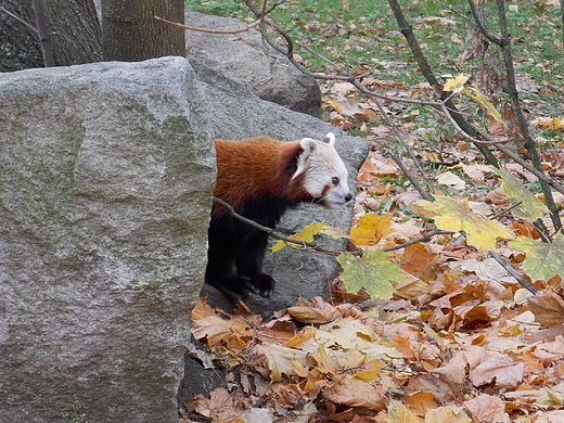 Warszawa. ZOO w listopadzie.