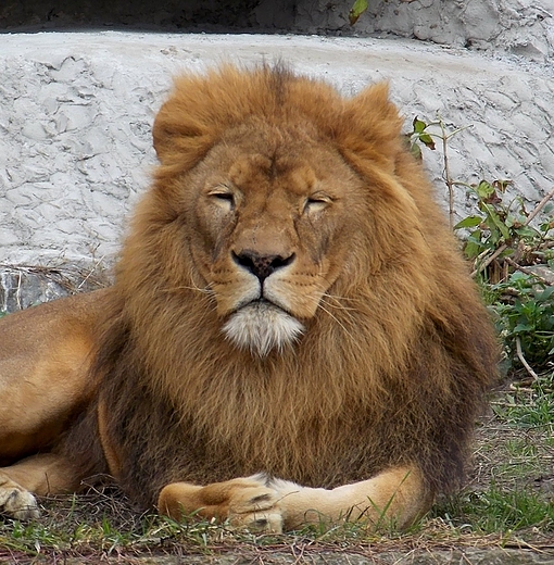 Warszawa. Portrecik z ZOO.