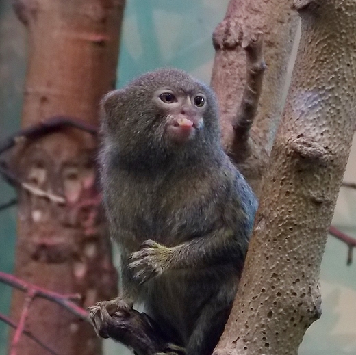 Warszawa. Portrecik z ZOO.