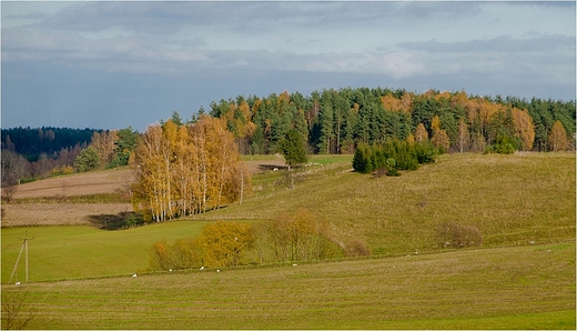 Jesie w Suwalskim Parku Krajobrazowym