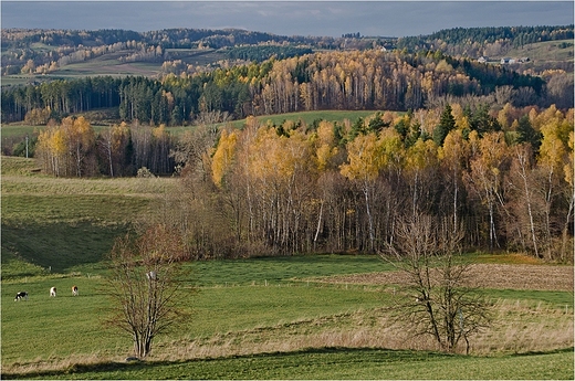 Jesie w Suwalskim Parku Krajobrazowym II