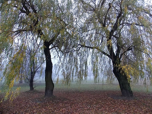 Warszawa. Mga w Parku Zachodnim.