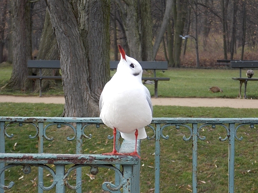 Warszawa. Jesie w azienkach.