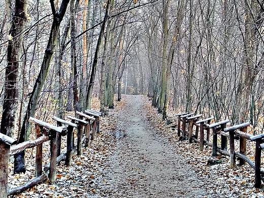 Warszawa. Lasek na Kole w listopadzie.