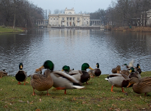 Warszawa. azienki w grudniu.