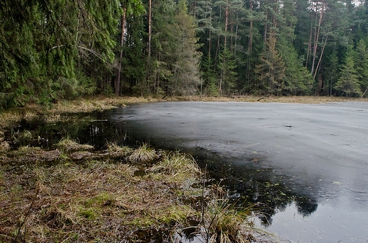 Suchar  w Wigierskim Parku Narodowym.