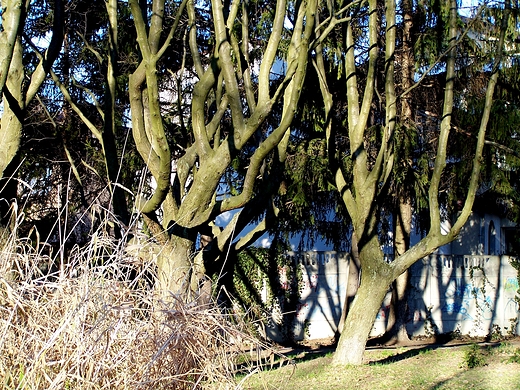 Warszawa Ursus, Park Czechowicki.