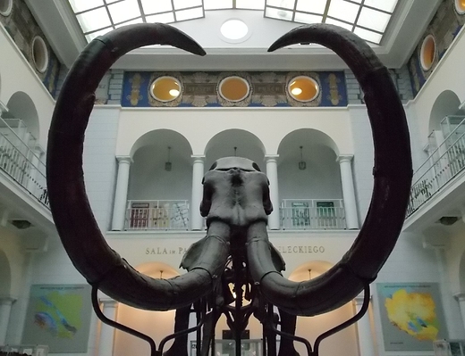 Warszawa. Muzeum Geologiczne. Ky mamuta wochatego.