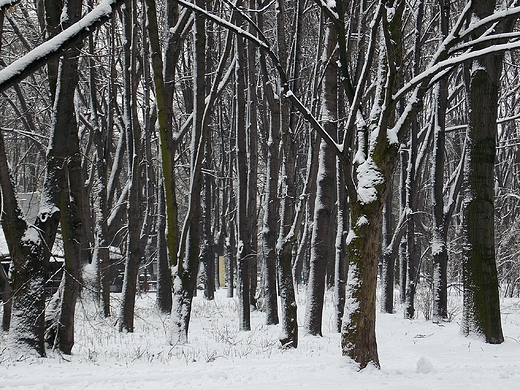 Warszawa. Pierwszy tegoroczny nieg na Polu Mokotowskim.