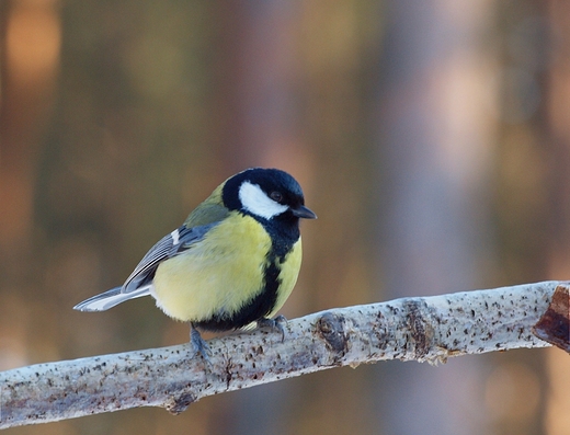 Sikora bogatka  Parus major