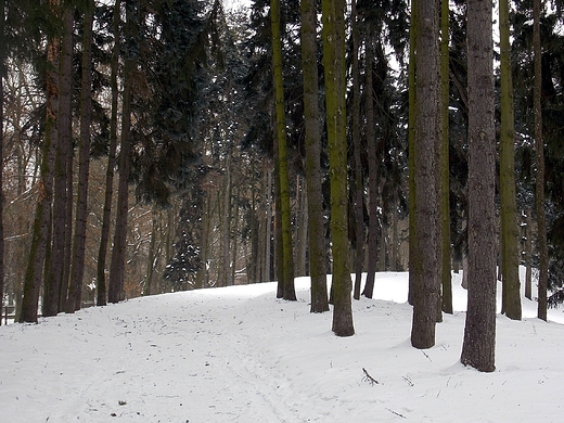 Warszawa. Zimowy Park Skaryszewski.