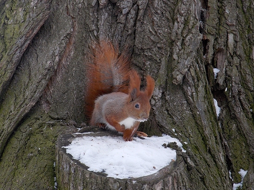 Warszawa. Zimowy Park Skaryszewski.