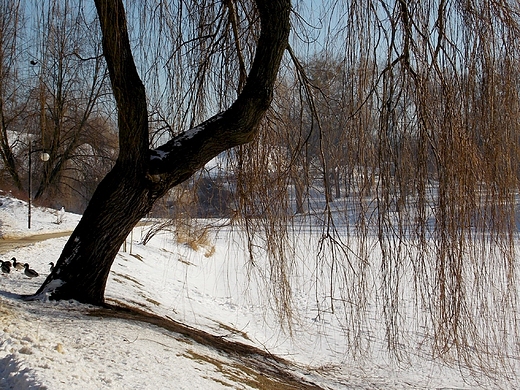 Warszawa. Zimowy Park Moczydo.