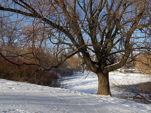 Warszawa. Zimowy Park Moczydo.