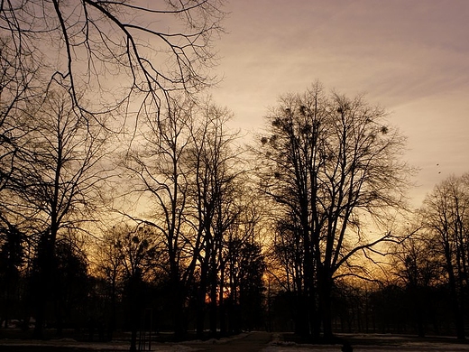 zamojski park - zimowy zachd soca