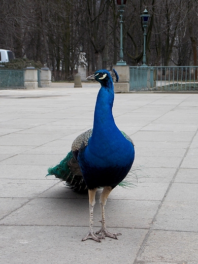 Warszawa. Paw w azienkach.