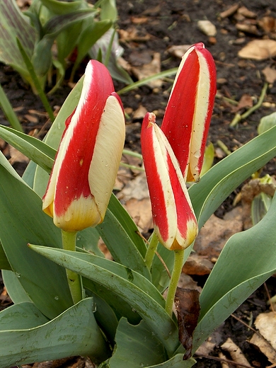 Wiosna w Warszawie. Tulipany na Polu Mokotowskim.