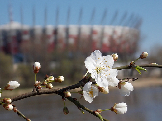 Wiosna i Narodowy.