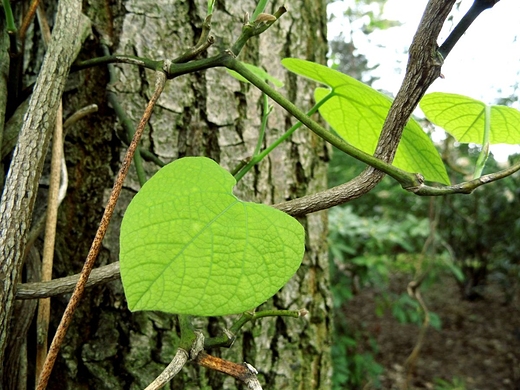 W Ogrodzie Botanicznym PAN