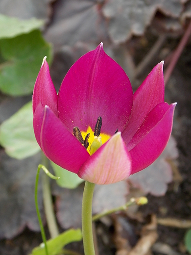 Warszawa. Wiosna w Ogrodzie Botanicznym.