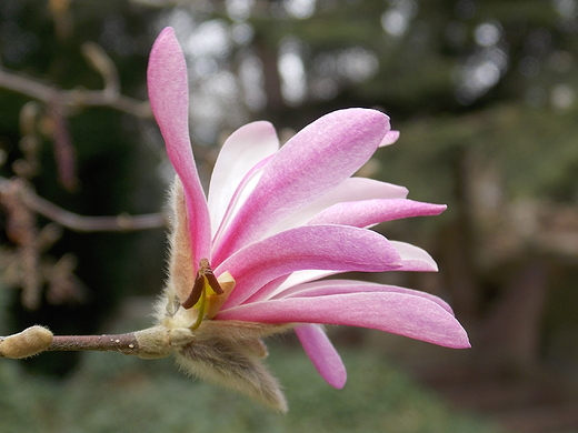 Warszawa. Wiosna w Ogrodzie Botanicznym.