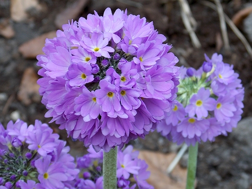 Warszawa. Wiosna w Ogrodzie Botanicznym.