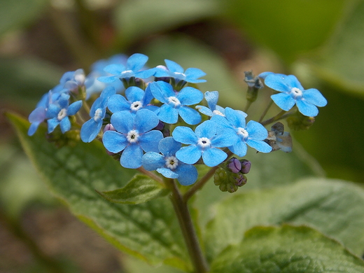 Warszawa. Wiosna w Ogrodzie Botanicznym.