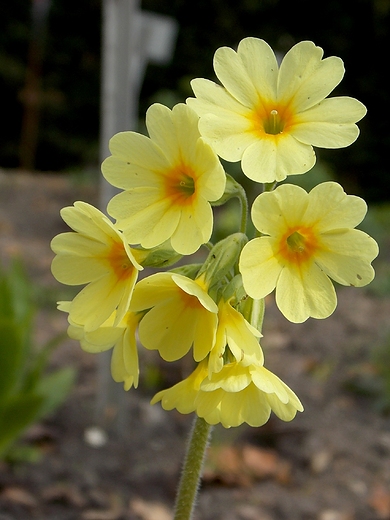 Warszawa. Wiosna w Ogrodzie Botanicznym.