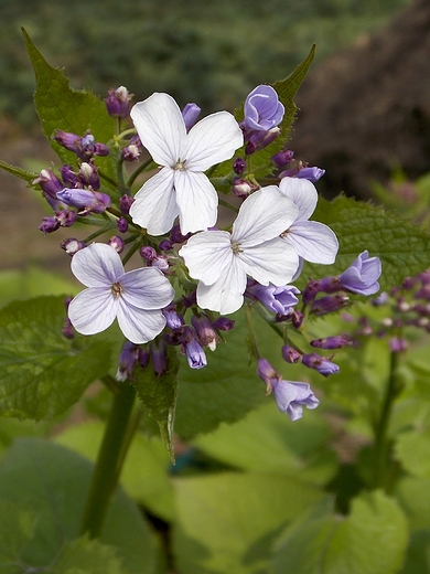 Warszawa. Wiosna w Ogrodzie Botanicznym.